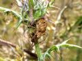 Oxyopes heterophtalmus